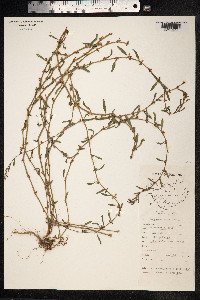 Polygonum aviculare ssp. depressum image