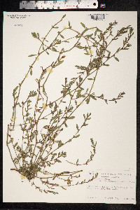 Polygonum aviculare ssp. depressum image