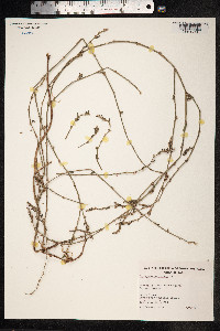 Polygonum aviculare ssp. depressum image