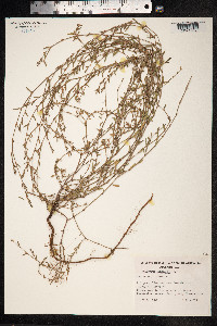 Polygonum aviculare ssp. depressum image