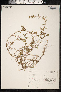 Polygonum aviculare ssp. depressum image