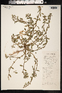 Polygonum aviculare ssp. depressum image
