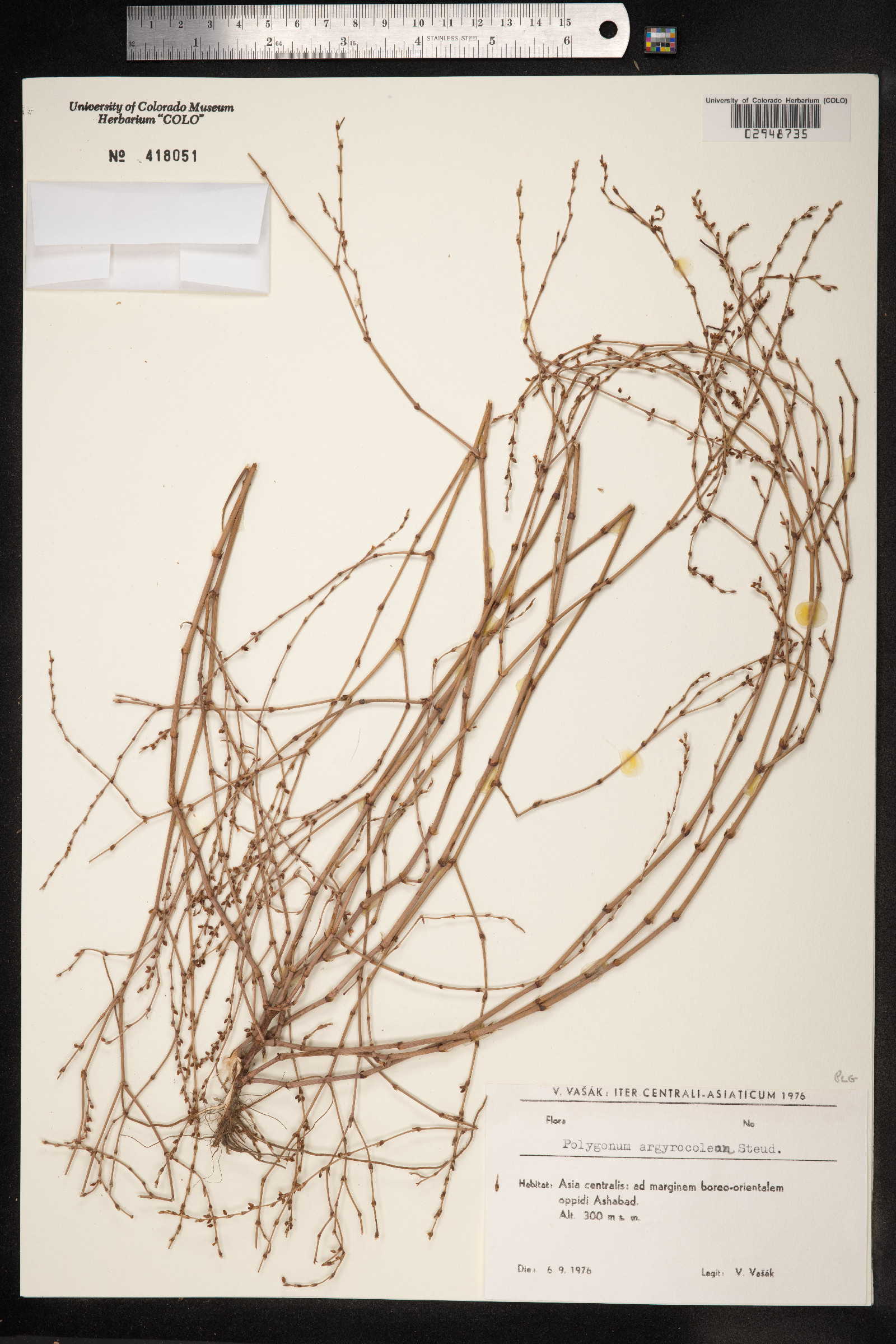 Polygonum argyrocoleon image