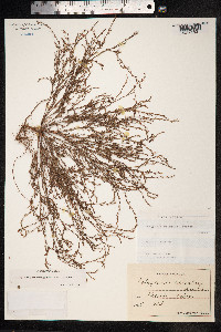 Polygonum aviculare ssp. depressum image