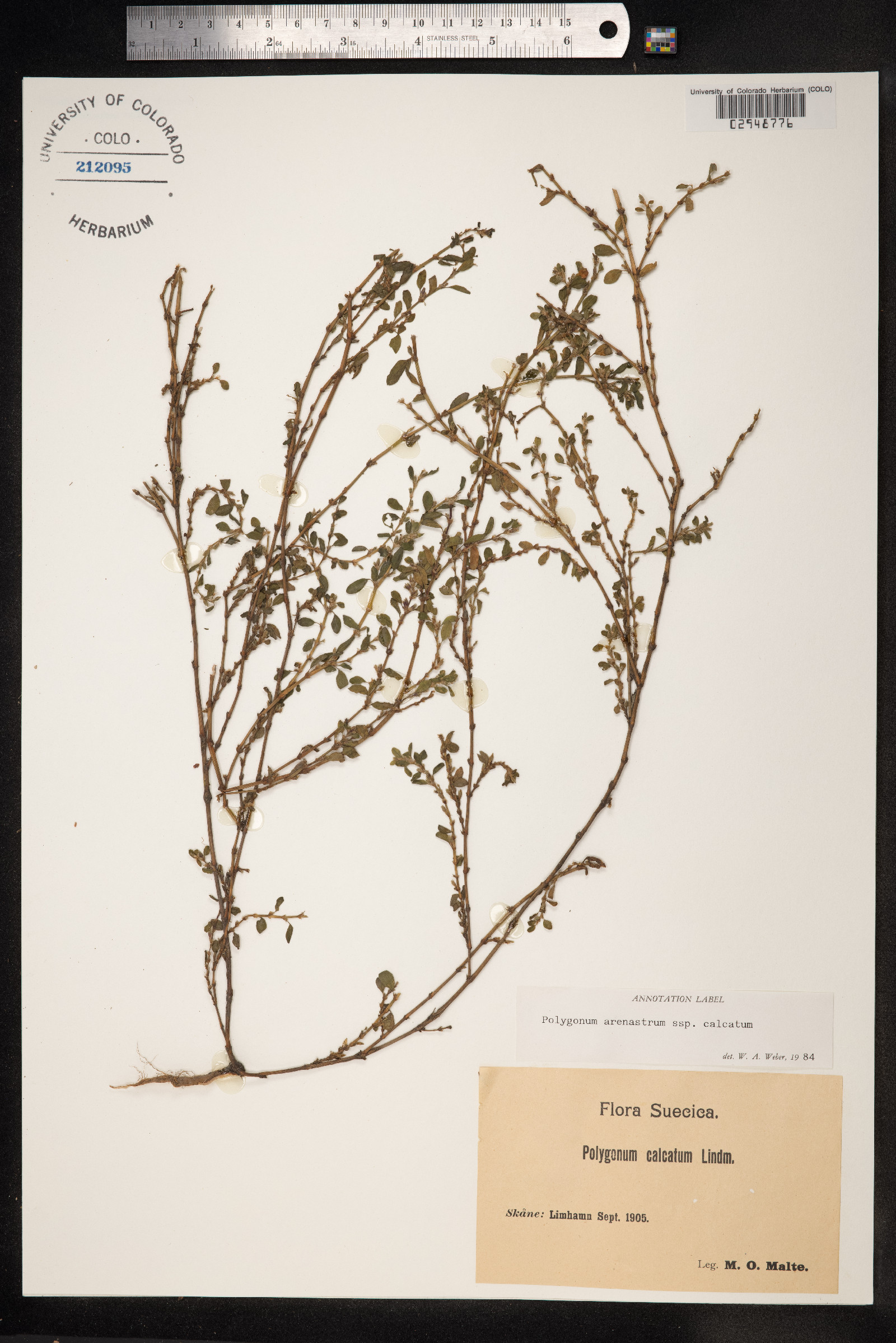 Polygonum aviculare ssp. depressum image