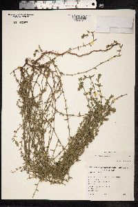 Polygonum aviculare ssp. depressum image