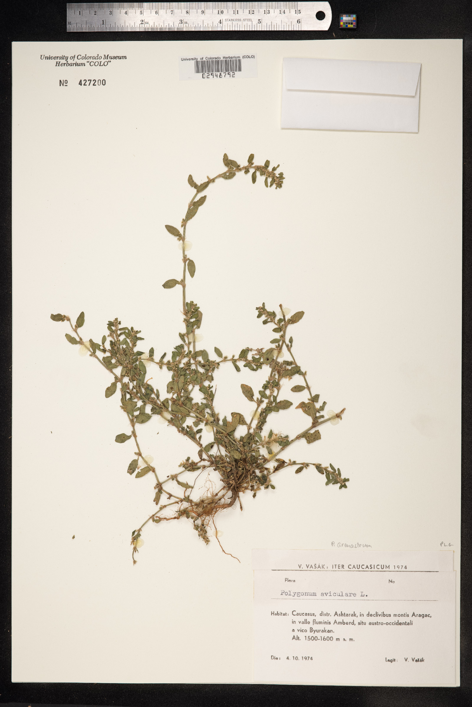 Polygonum aviculare ssp. depressum image