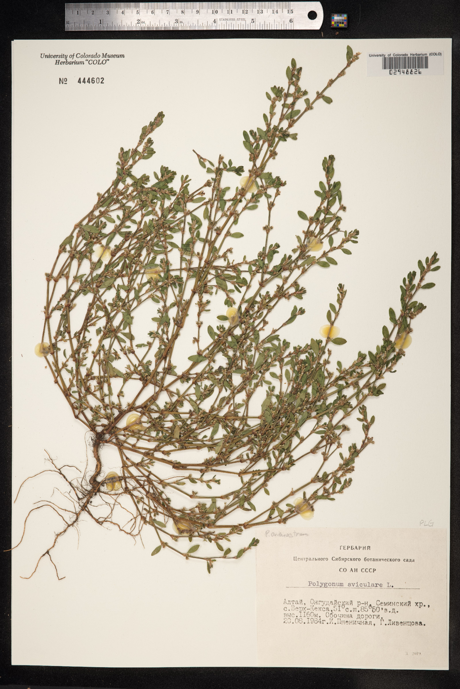 Polygonum aviculare ssp. depressum image