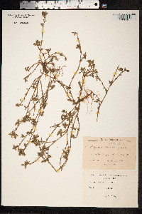 Polygonum aviculare ssp. depressum image