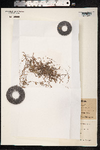 Polygonum aviculare ssp. depressum image