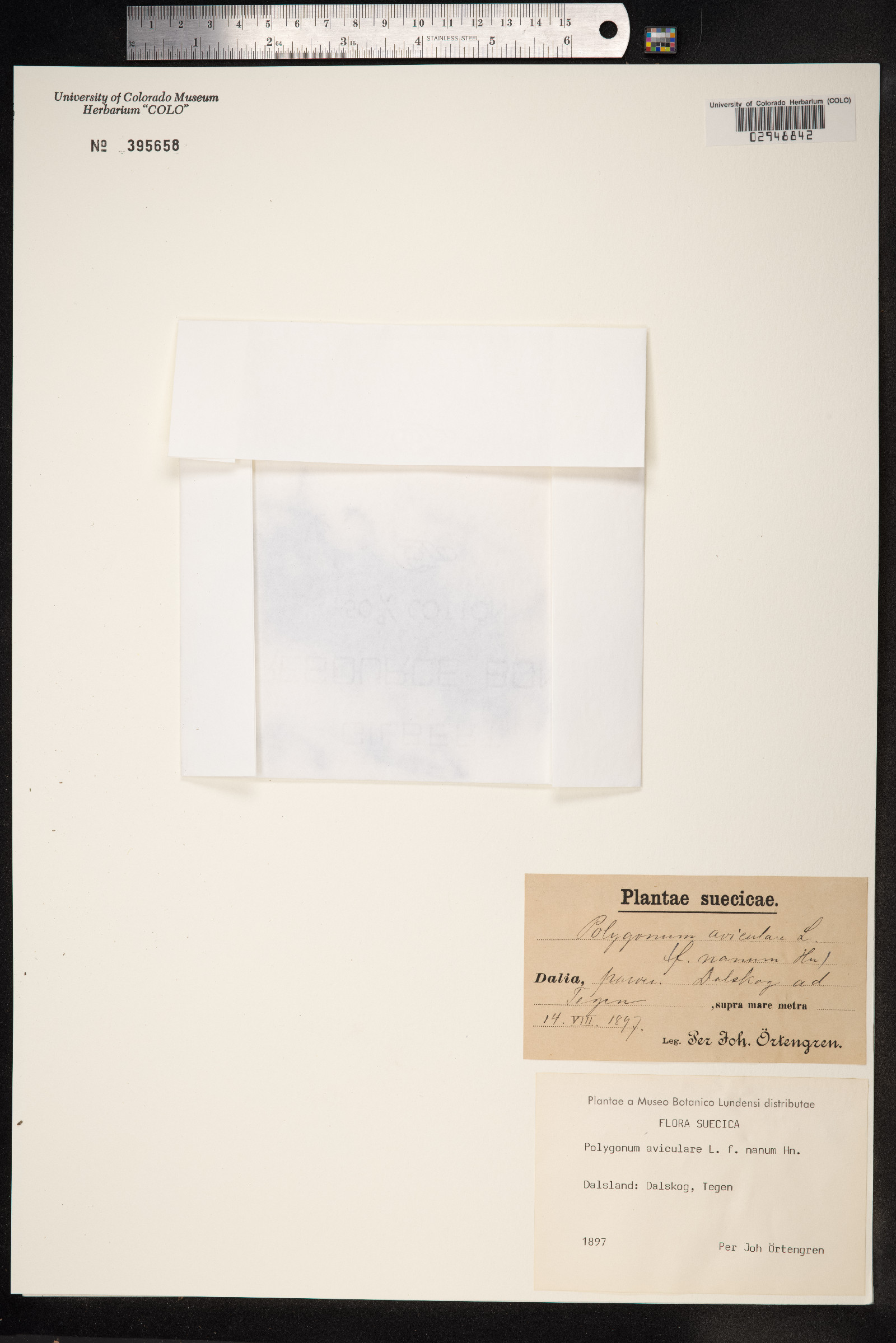 Polygonum aviculare ssp. depressum image