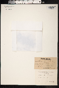 Polygonum aviculare ssp. depressum image