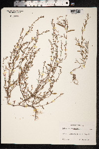 Polygonum aviculare ssp. depressum image