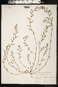 Polygonum aviculare ssp. depressum image