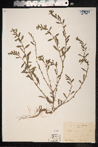 Polygonum aviculare ssp. depressum image