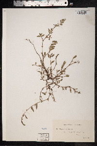 Polygonum aviculare ssp. depressum image