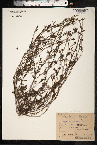 Polygonum aviculare ssp. depressum image