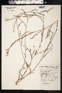 Polygonum aviculare ssp. depressum image