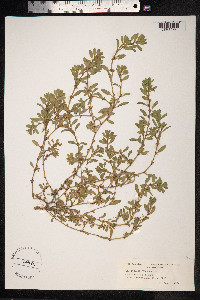 Polygonum aviculare ssp. depressum image
