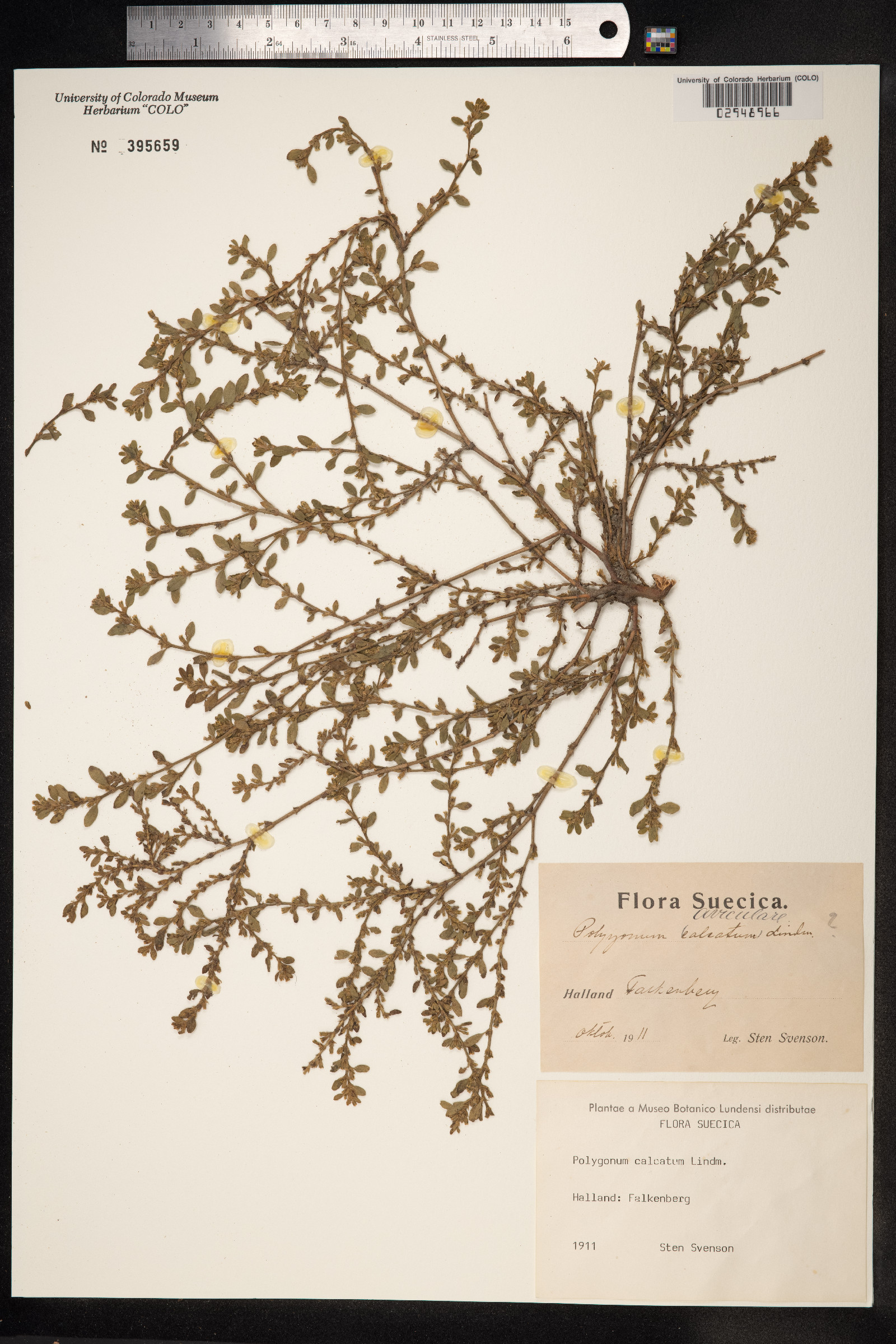 Polygonum aviculare image