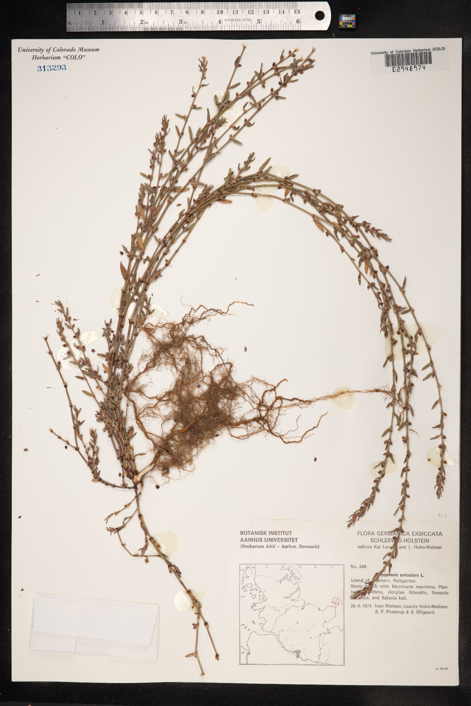 Polygonum aviculare ssp. depressum image