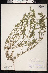 Polygonum aviculare ssp. depressum image