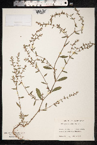 Polygonum aviculare ssp. depressum image