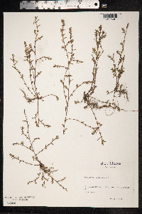 Polygonum aviculare ssp. depressum image