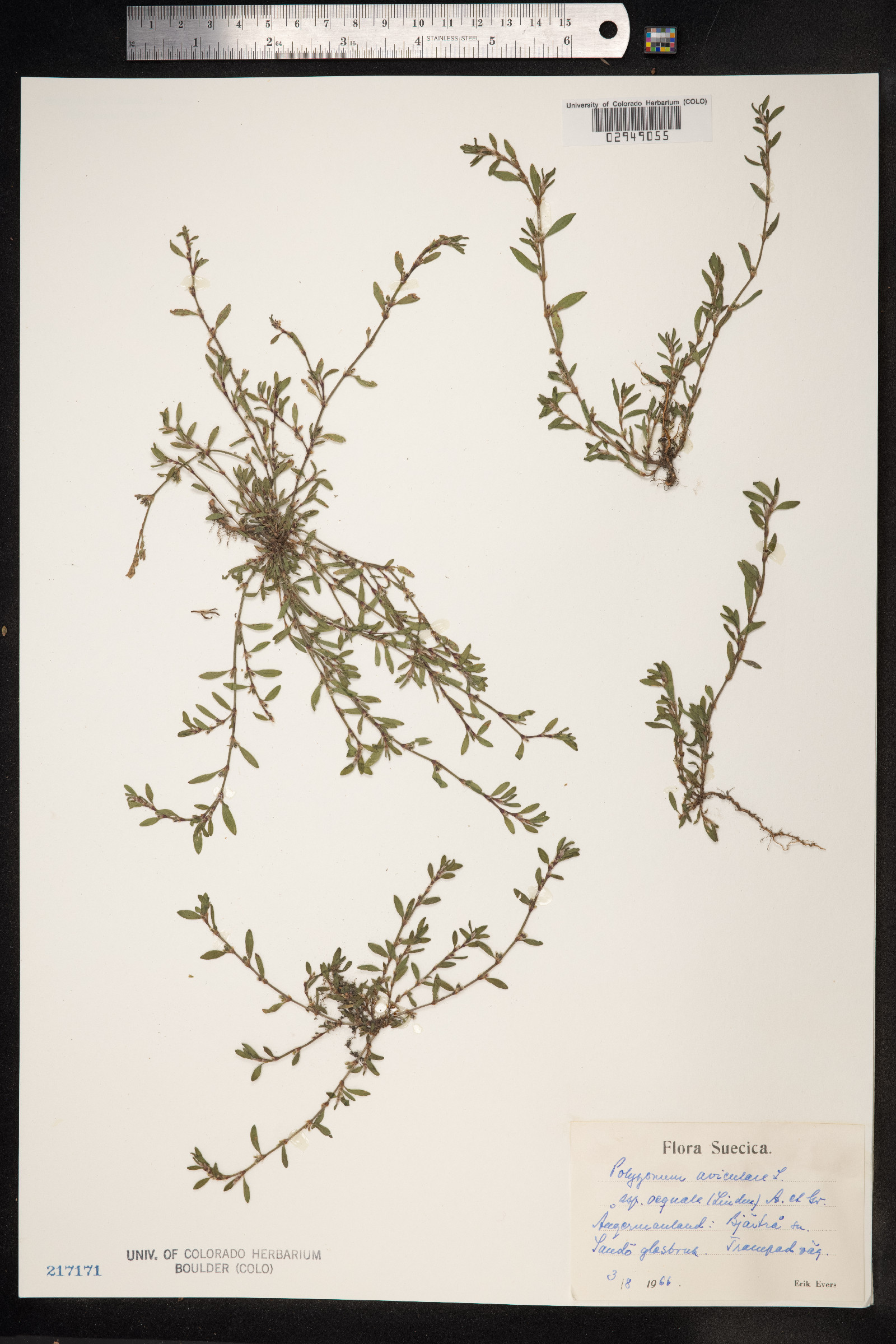Polygonum aviculare ssp. depressum image