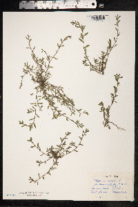 Polygonum aviculare ssp. depressum image