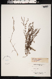 Polygonum aviculare ssp. depressum image