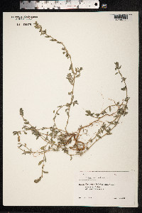Polygonum aviculare ssp. depressum image