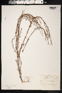 Polygonum aviculare ssp. depressum image