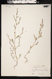 Polygonum aviculare ssp. depressum image