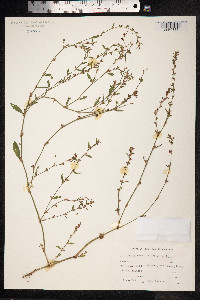 Polygonum aviculare ssp. depressum image