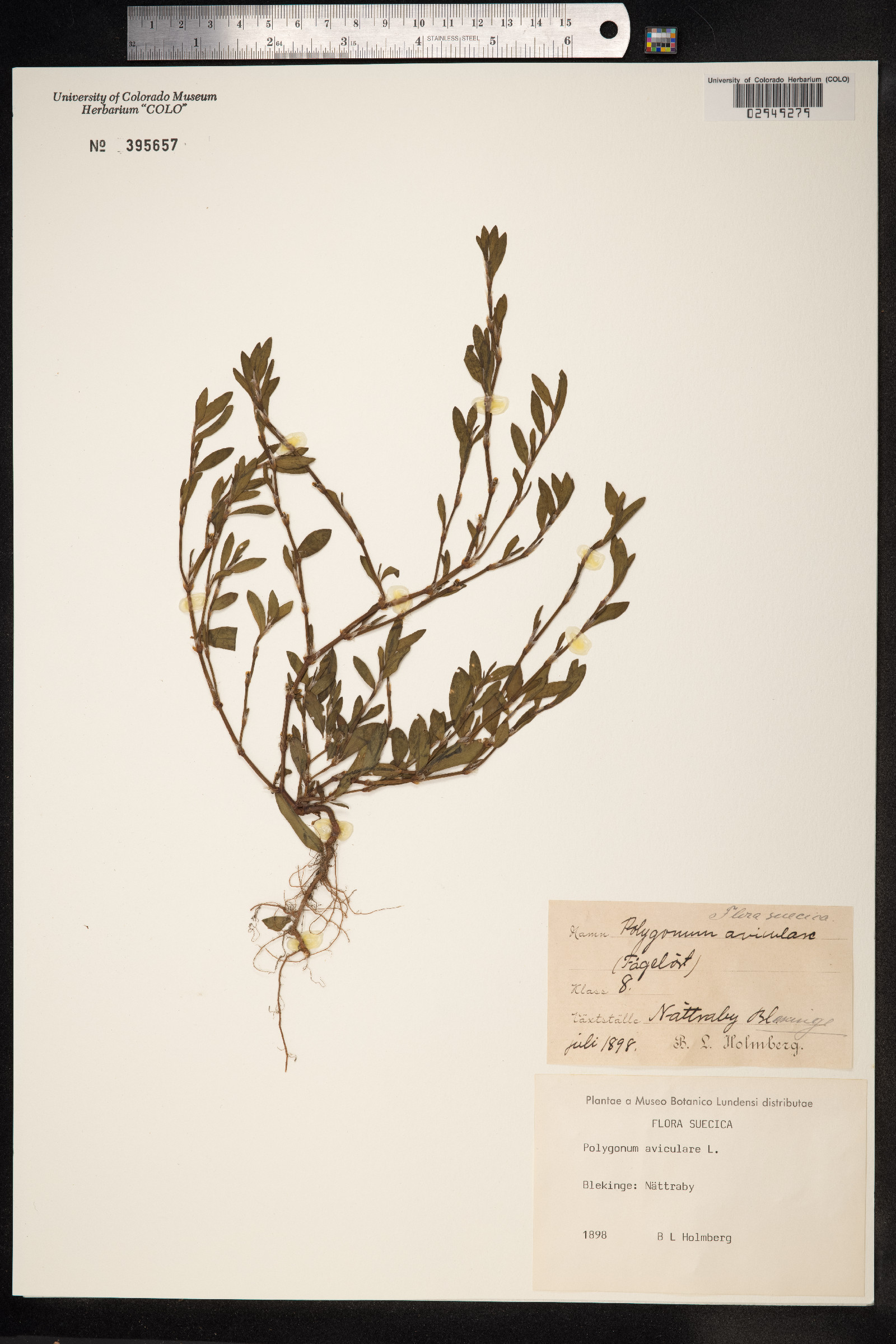 Polygonum aviculare ssp. depressum image