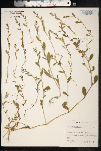 Polygonum aviculare ssp. depressum image