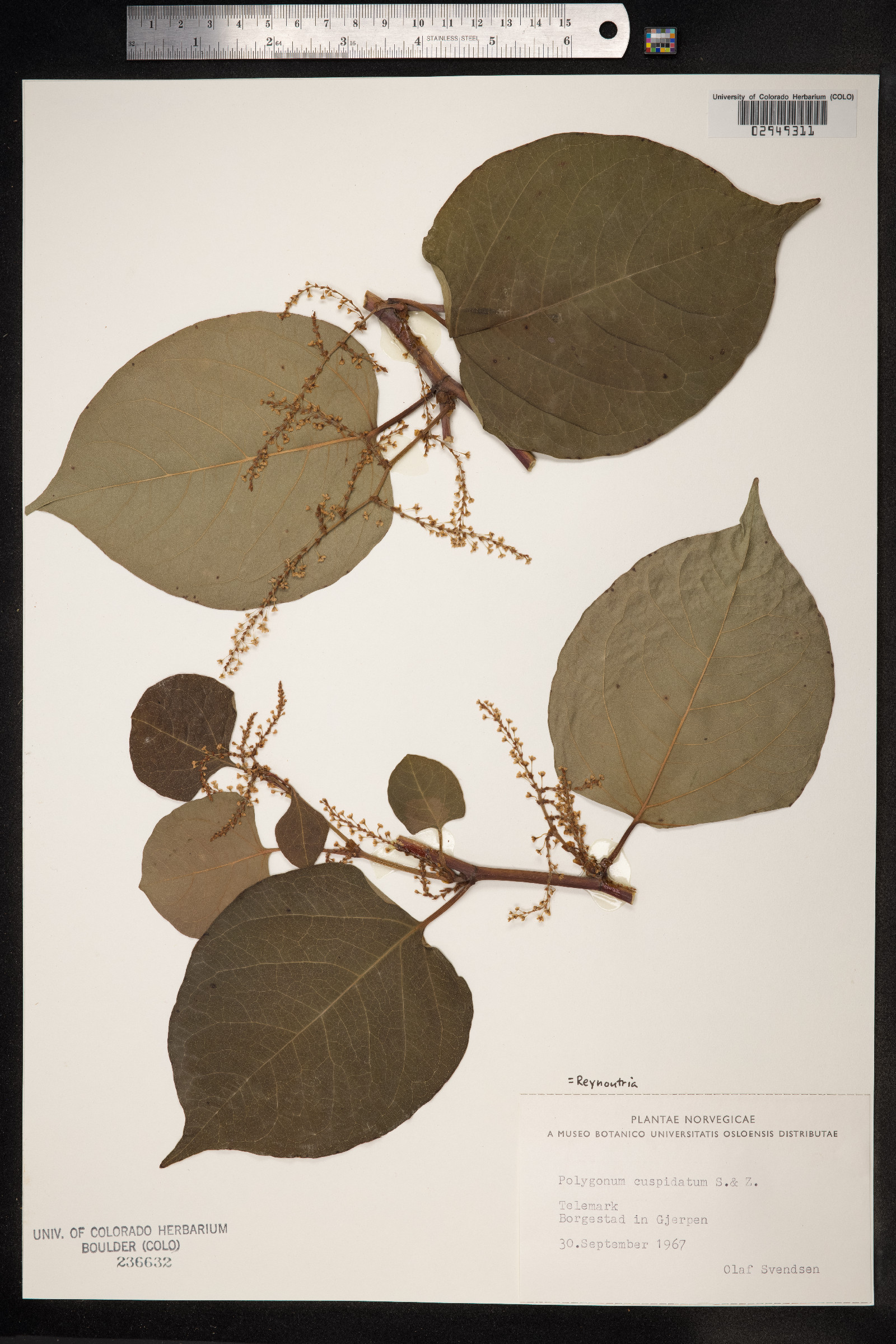 Fallopia japonica var. japonica image