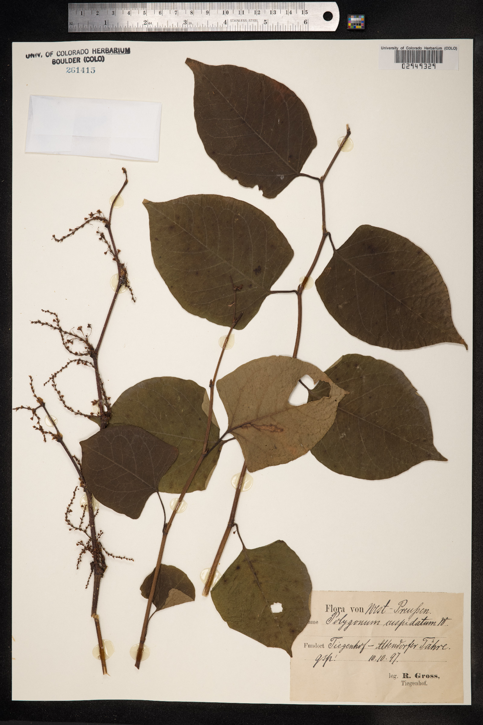 Fallopia japonica var. japonica image