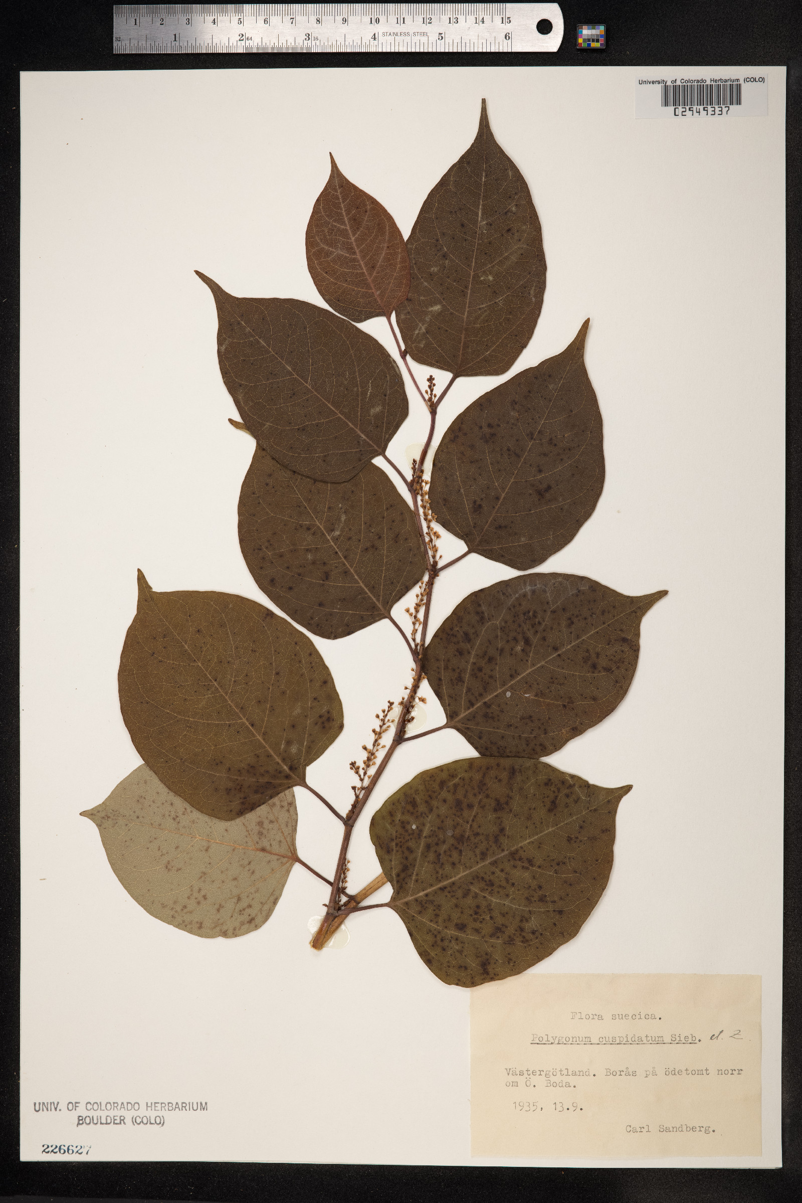 Fallopia japonica var. japonica image