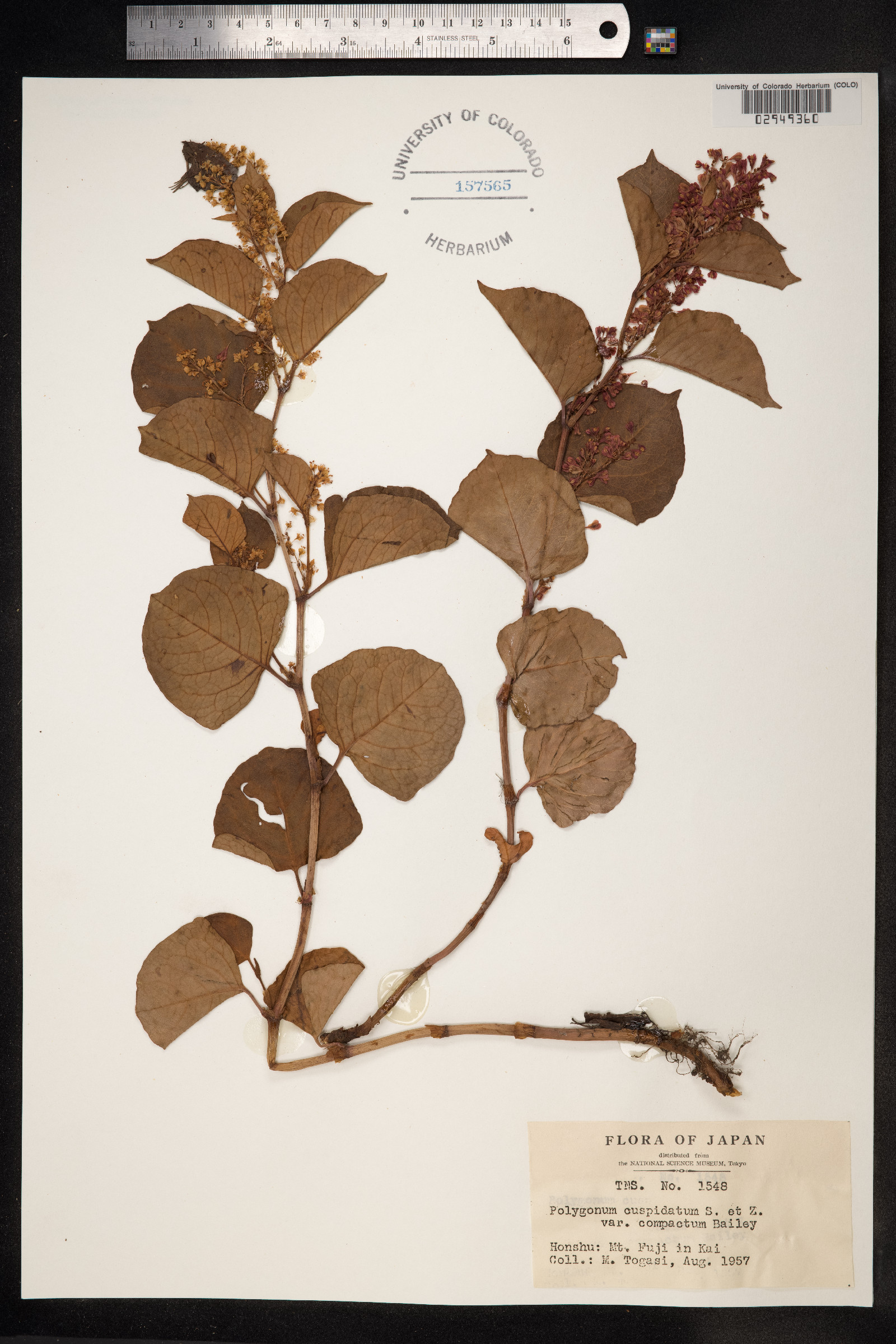 Fallopia japonica var. japonica image