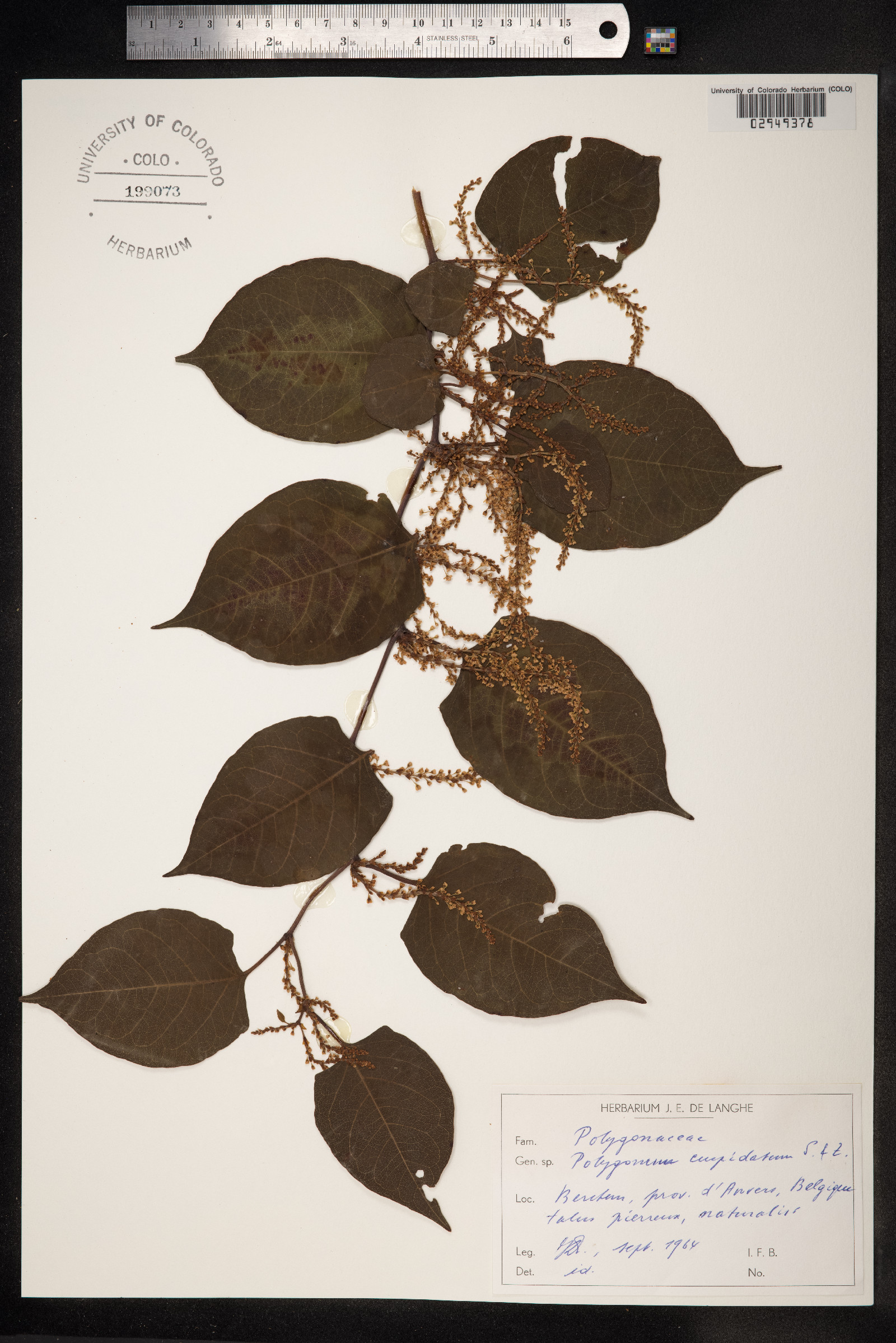 Fallopia japonica var. japonica image