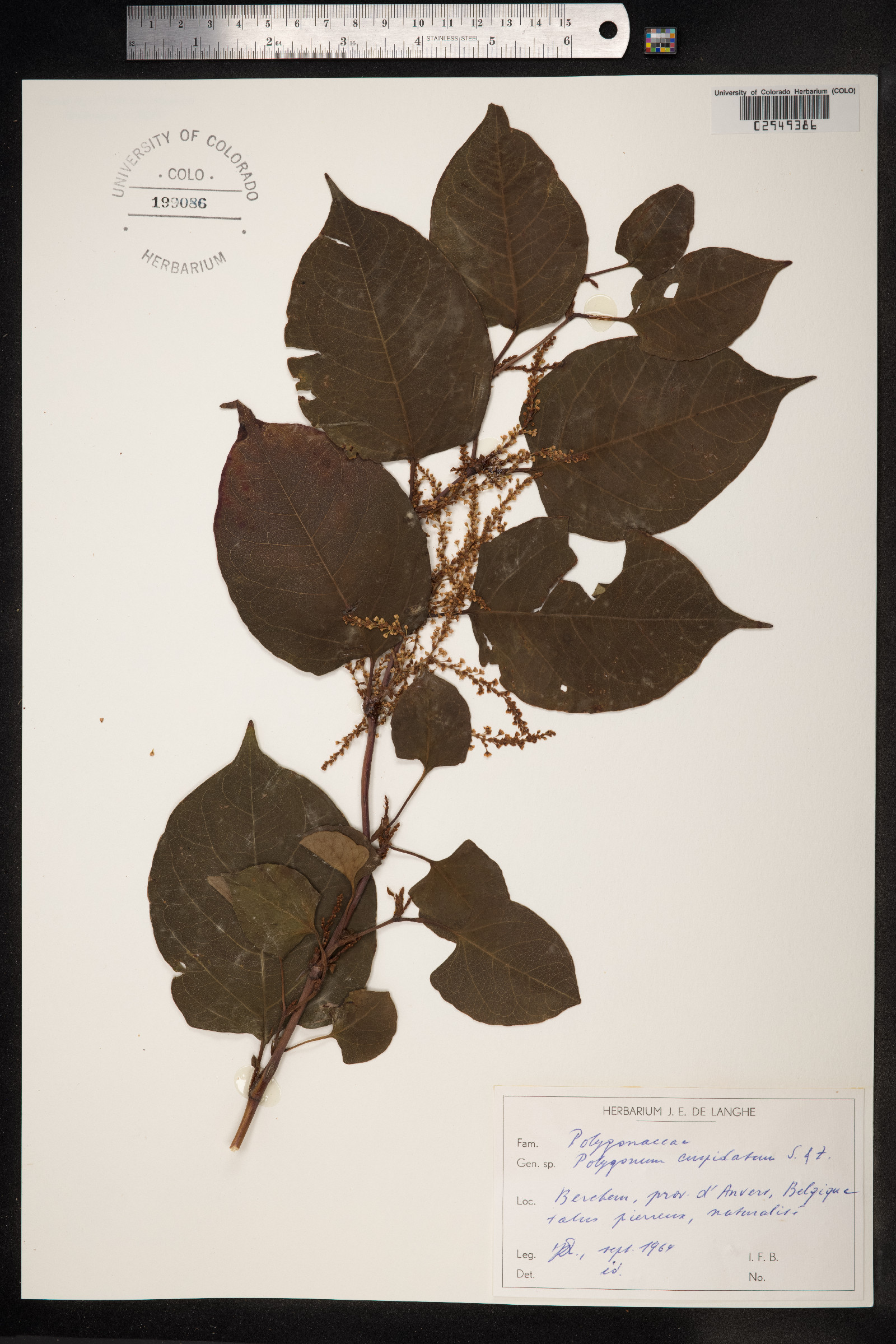 Fallopia japonica var. japonica image