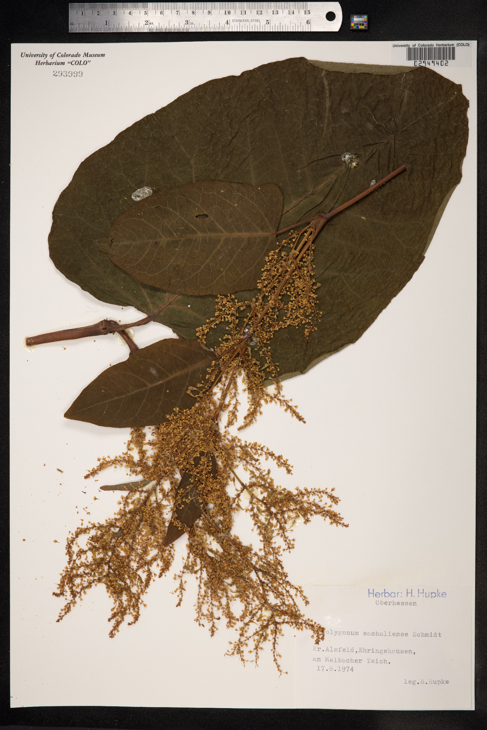 Fallopia sachalinensis image