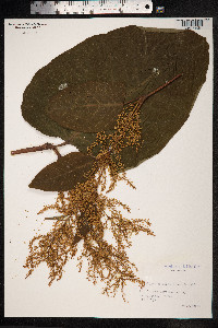 Fallopia sachalinensis image