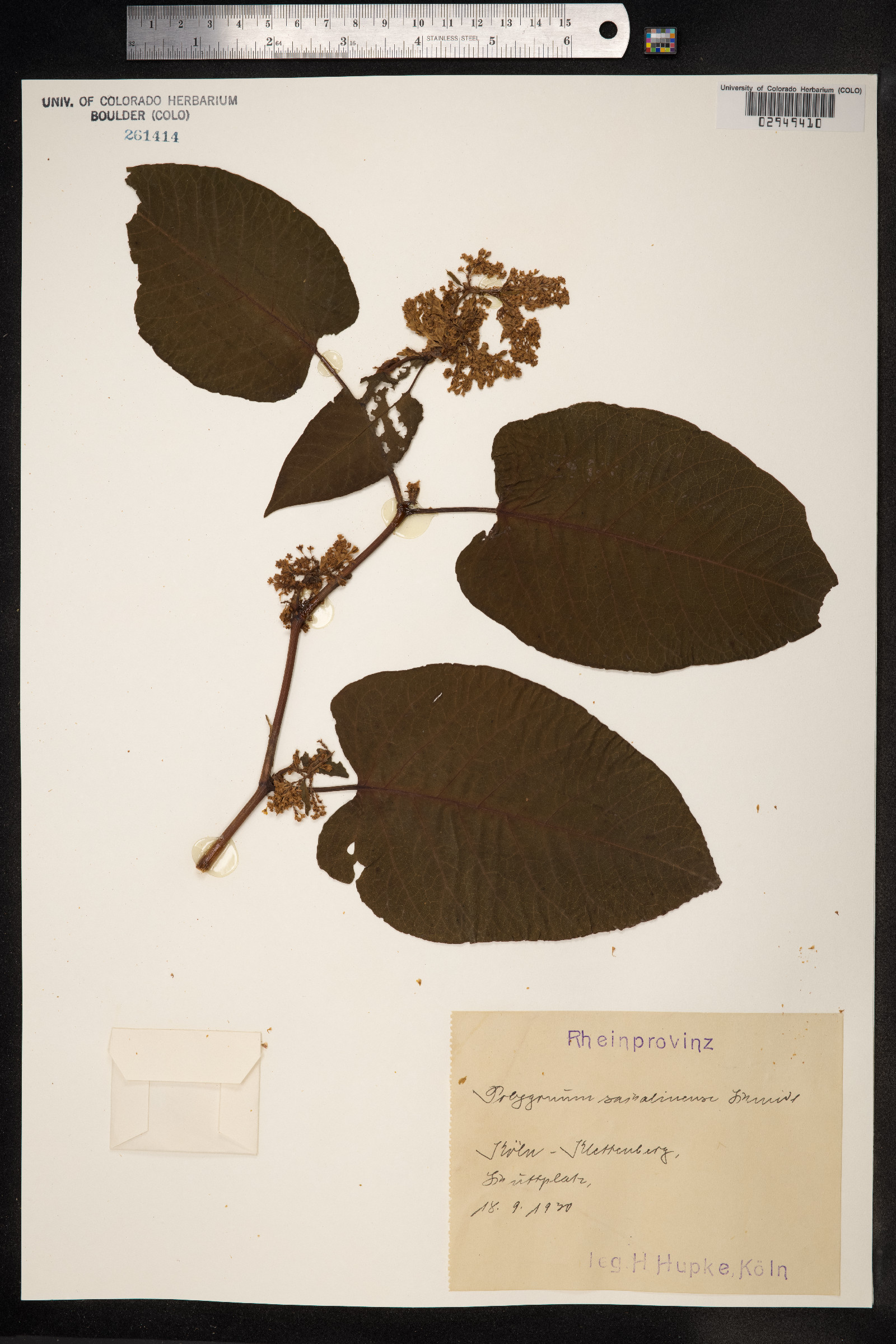 Fallopia sachalinensis image