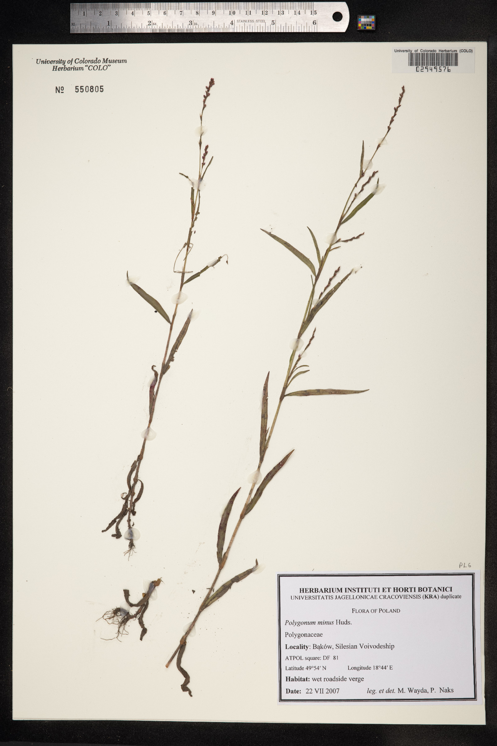 Polygonum minus image