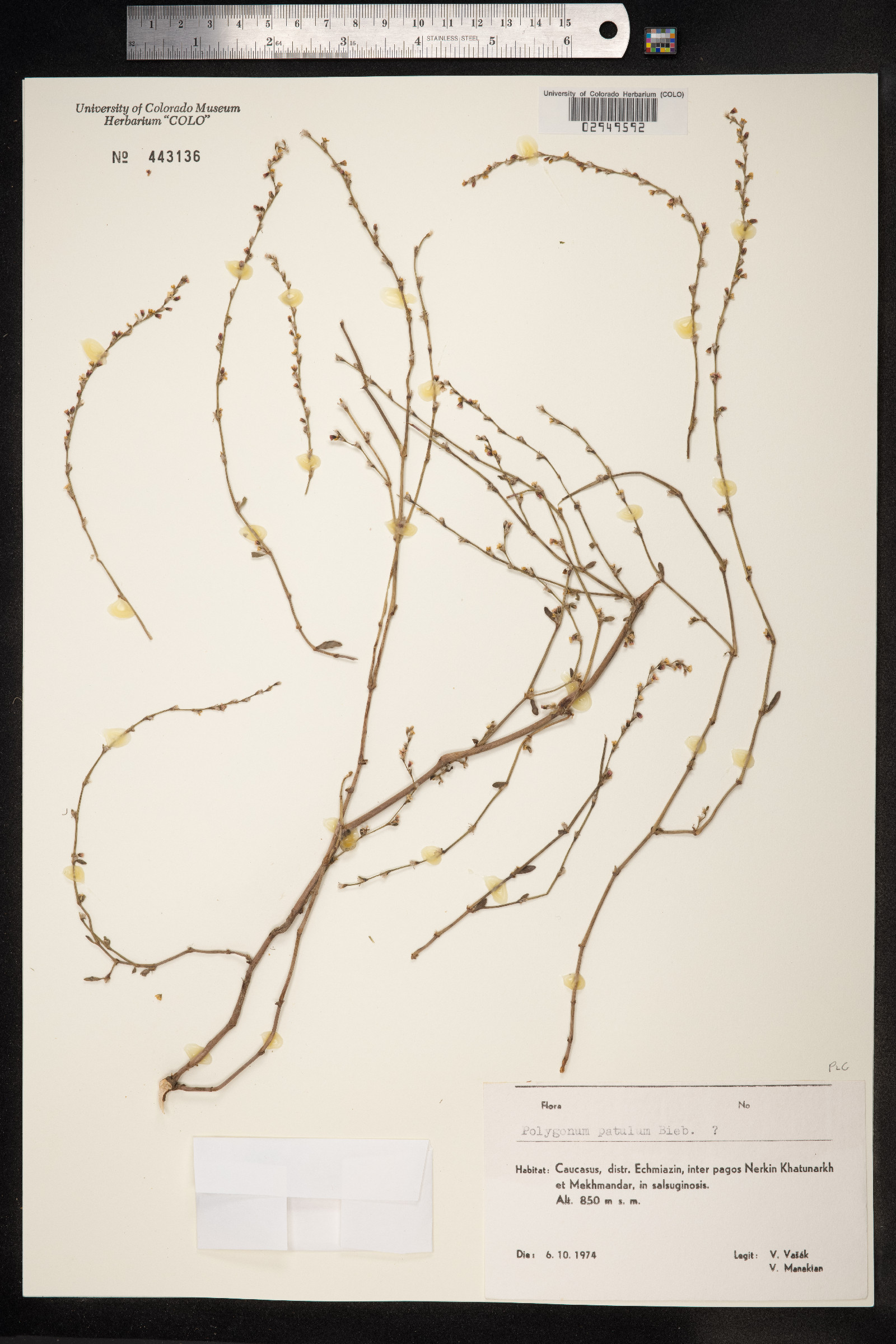 Polygonum patulum image