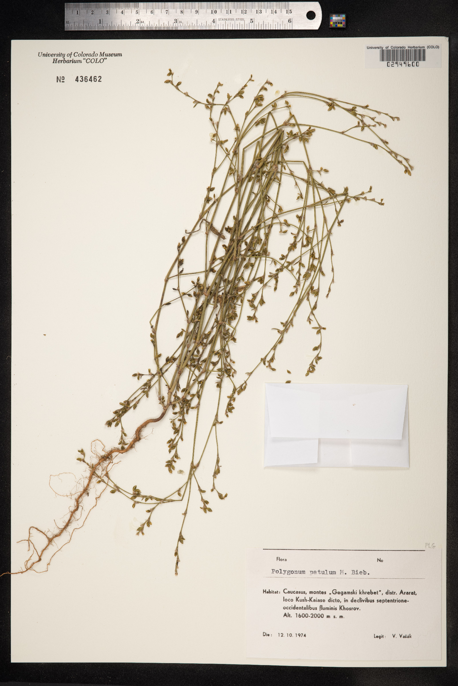 Polygonum patulum image