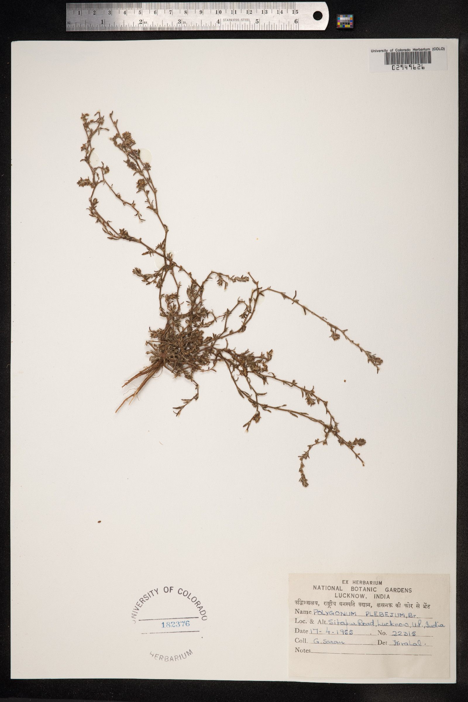 Polygonum plebeium image